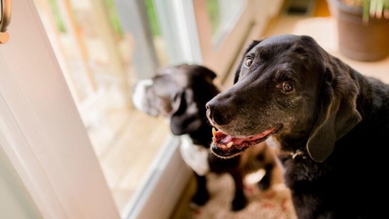 Dog Arthritis | Organix Canine Myotherapy