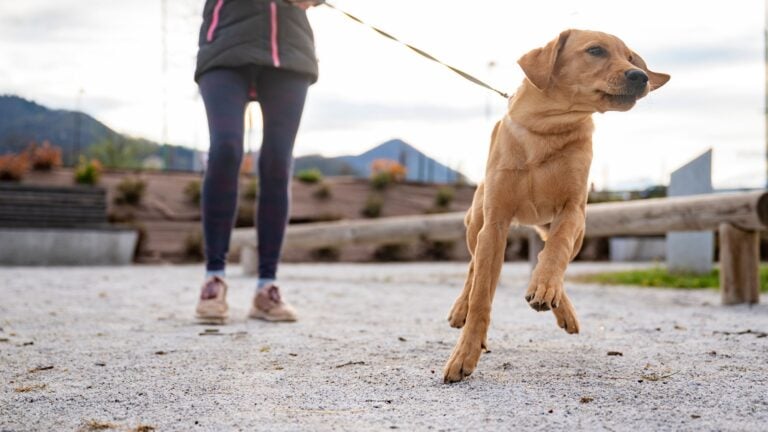 Dog pulling owner on lead