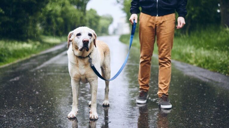 a sad looking labrador standing in the rain with their owner, on lead.