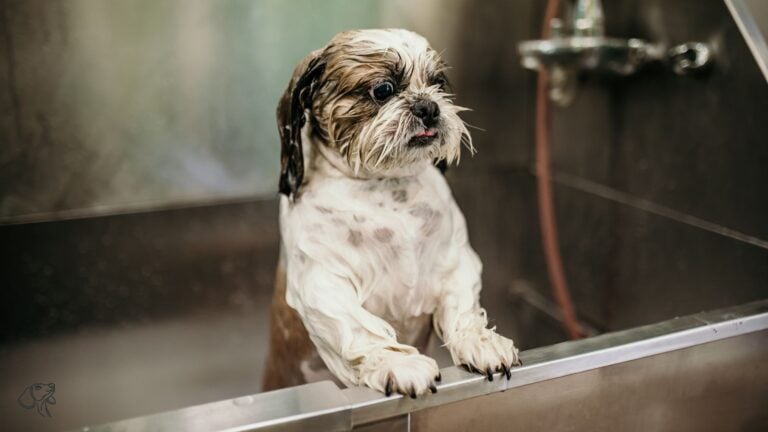 little dog in a dog bath