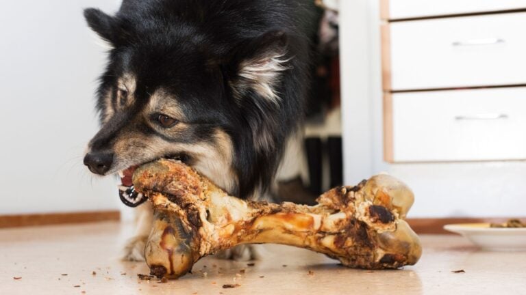 dog eating a large bone