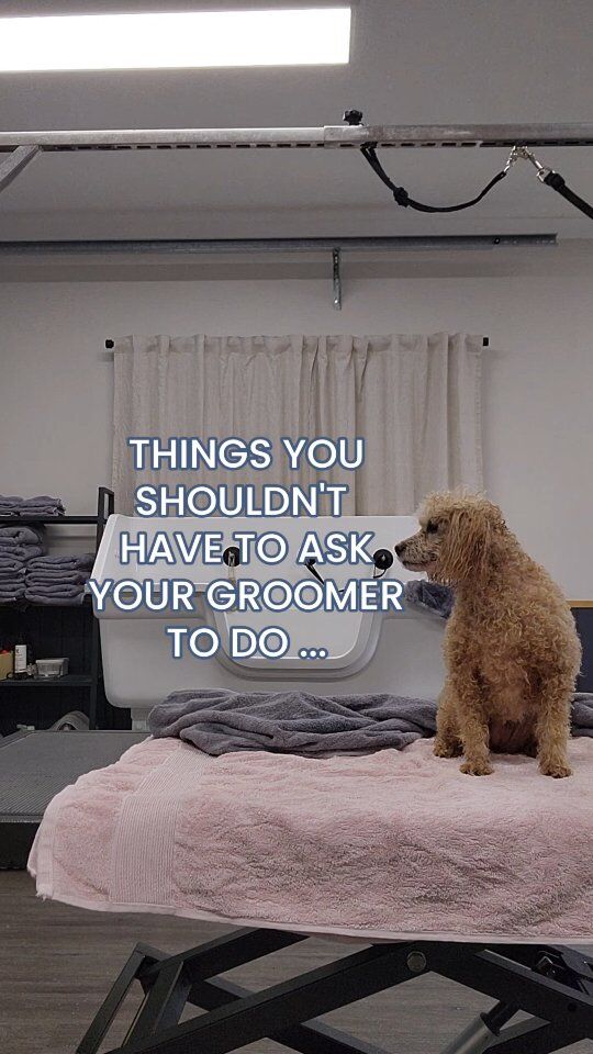 In my experience, dog owners hire groomers because they're mostly not sure how to groom their dogs themselves. 

You should not have to ask a groomer to do what is needed.

It is the groomers job to inspect your dog and advise you on what is needed to keep your dog happy and healthy.

If you have a request or a concern, of course voice it! But otherwise, everything needed should be done. 😌

Ft. The beautiful Mindy 🌈