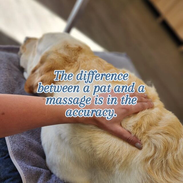 I just found the best way to explain massage!

The difference between a pat and a massage is in the accuracy of where you're putting your hands, the type of palpation and the purpose of the "touch".

We are not simply patting and rubbing over the dog's body.

We are feeling for specific structures beneath the surface, detecting changes within the tissues and performing different palpation techniques to create a positive change.

What looks like a pat to you, is a thoughtfully performed rehabilitation skill.

#myotherapy #caninerehab #caninemyotherapy
