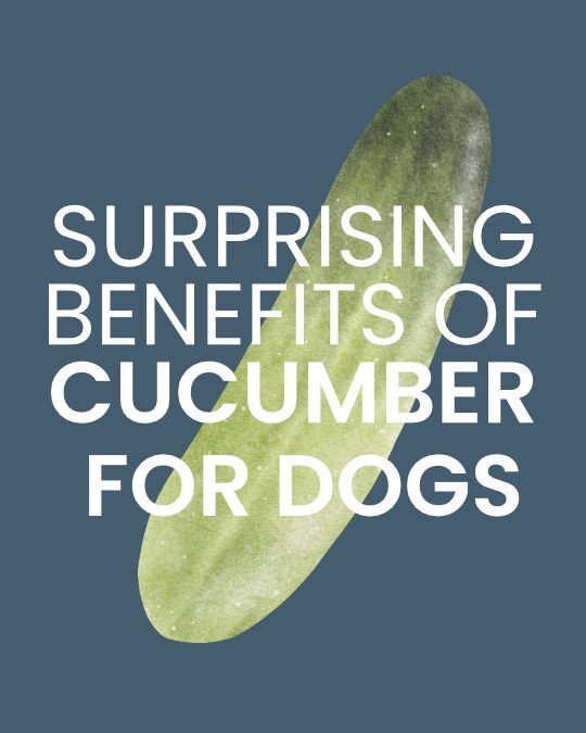 Cucumber is not "just water".

Since today is going to be over 40℃... I figured your dogs could do with some nutritional assistance 😁

Food truly is medicine! You just have to know what to do with it 😅