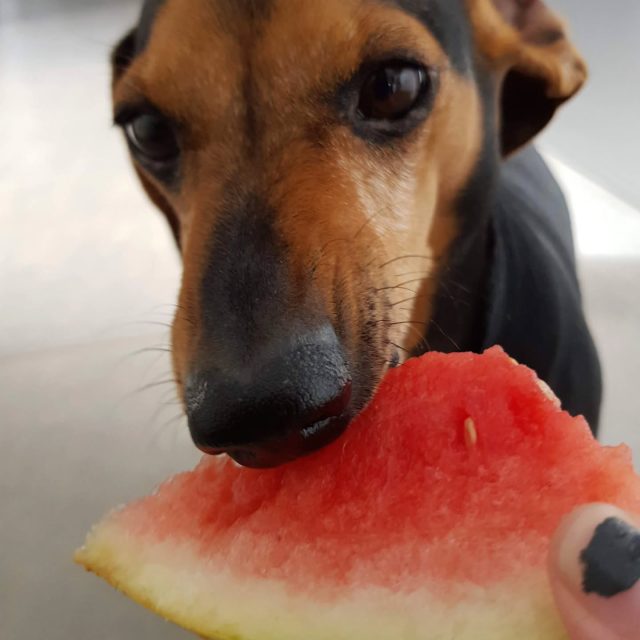 Is your dog feeling hot? Give them some watermelon!

Watermelon is roughly 92% water. While drinking water is important, the water in fruit is "structured" water, packed with nutrients that help the body absorb fluid more effectively. 

Containing Vitamins A, B6, and C: These support their immune system and skin health. As well as cognitive function and physical and mental stress. 

*do not feed rind or seeds 💙