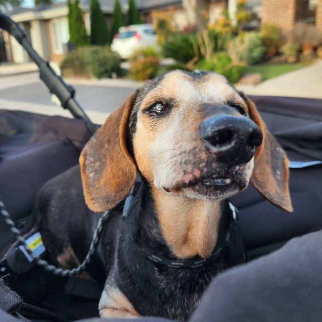 A VERY HAPPY BIRTHDAY TO THE OG LITTLE MAN IN MY LIFE, STRETCH!

Turning 17 yesterday was a massive milestone for my little dog who managed to bounce back from some severe allergies when he was 10yo 🥰

Each day is truly a gift and I strive to make it the best day for him, whether that's just a cosy day or an adventure day 🤗

I've had to put Stretch aside a fair bit over the past 6m because I've been navigating being a new human mum but I will never forget Stretch's patience and continued excitement for me each day I dragged myself from the trenches (my bedroom) of newborn nights feedings 🤪

You're my best friend 🤗