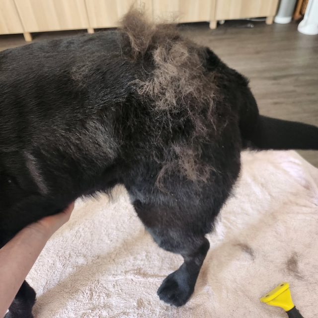 Just a reminder that this is normal!

I'm not saying to leave it or that its not annoying.

I'm just saying it's completely normal and shouldn't be seen as a problem to "resolve".

Many groomers will sell you elaborate de-shedding packages but the truth is that even if the groomer does a good job, there is no "fix", only better maintenance. 

If you leave your dog with excess hair they will struggle to regulate their body temperature. 

Don't leave maintenance, like brushing, up to your groomer who you may only see once a month!

Dogs that shed really need a 5min gentle brush daily. Keyword is gentle! 
Most of the time, you will only need deshedding rakes and fancy tools is when you've left it too long and the hair is compacted or stuck.

Don't be fooled, just brush your dog a little more regularly.  And yes, short-haired dogs shed too 😅