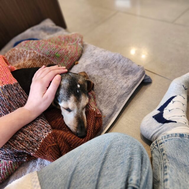 I am beyond devastated. 

We're saying our final goodbye to Stretch this weekend 💙 

I know most people do long write ups and make a nice tribute to their dog. Even drafting this post I thought: should I make a video? Should I tell you how great he was? 

But truthfully, it won't make me feel better.
I am grateful for the time I was able to spend with him and for the bond we shared.
Our house will never be the same. 

A huge chunk of my life was spent with you, My grumpy ol'boy. You will be missed forever.