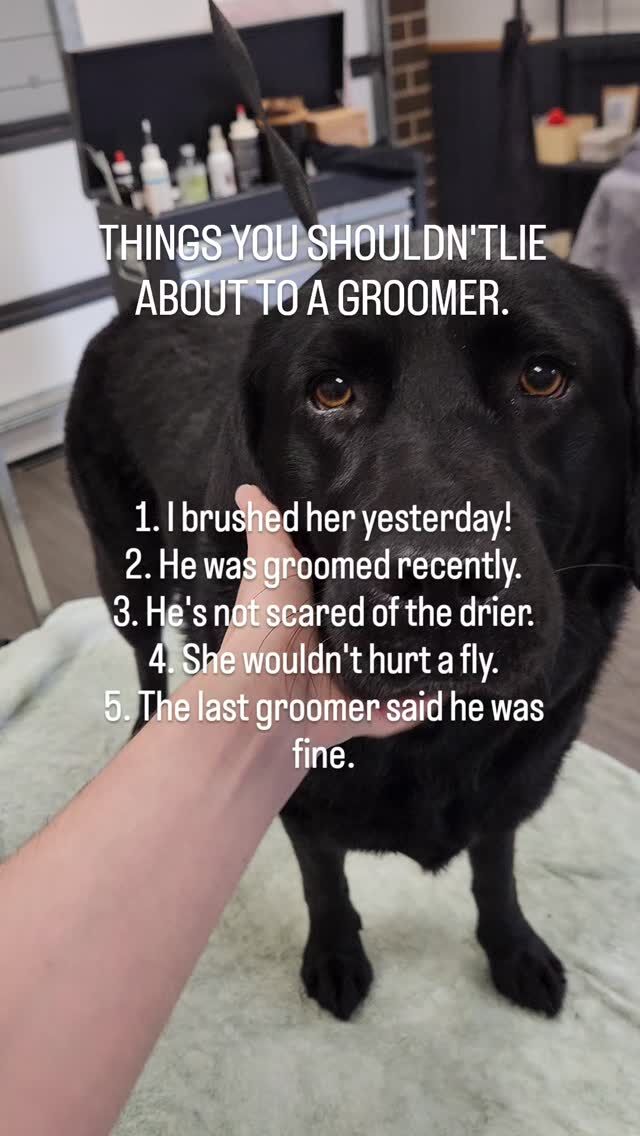You know that we know that you know that we know your lying. 😅

We can tell when a dog is groomed regularly, we can tell what they typically tolerate, we can see what type of haircut they had last and how long ago it was... we should never have to find out if they're fear aggressive...

Always be honest with your groomer. Most groomers are happy to work with you on whatever situation you've gotten yourself into.

Matting, poor behaviour, forgotten appointments, money and time constraints. 

We have dogs too. We get it. 💙

With love,
Organix 🤗