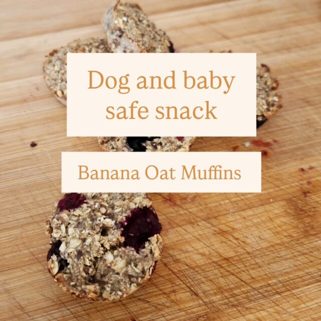 A sweet but healthy treat for dog and baby.

Giulian felt they were a bit dry so I'd add some melted butter and a 1/2 tsp of baking powder if you want them fluffier.

Mix into some mince for your doggies and offer sparingly due to the sugar content.